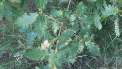 Quercus × cerrioides, photograph (c) Pere Barnola, some rights reserved (CC BY-SA)