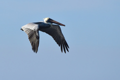 Pelecanus occidentalis