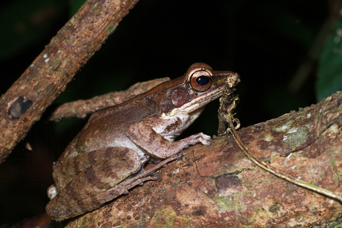 Papurana florensis