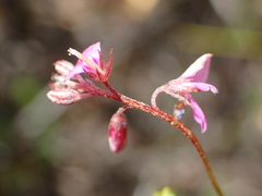 Indigofera angustifolia