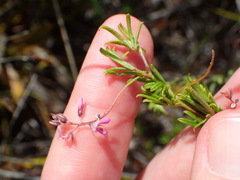 Indigofera angustifolia