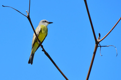 Tyrannus melancholicus