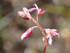 Indigofera angustifolia