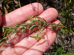 Indigofera angustifolia