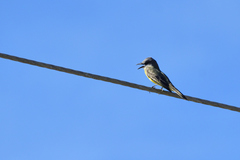 Tyrannus melancholicus