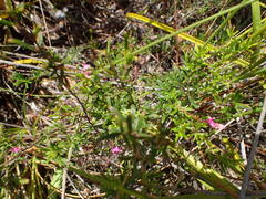 Indigofera angustifolia