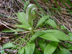 Pterostylis areolata