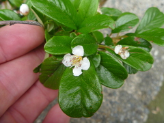 Cotoneaster dammeri