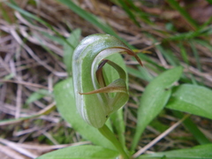 Pterostylis areolata