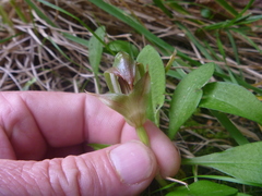 Pterostylis areolata