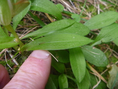 Pterostylis areolata