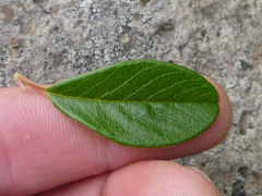 Cotoneaster dammeri