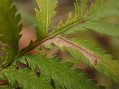 Phytomyza tanaceti