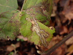 Stigmella splendidissimella