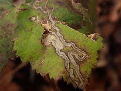 Stigmella splendidissimella