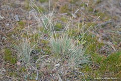 Festuca ovina
