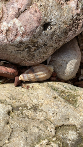 Tritia reticulata