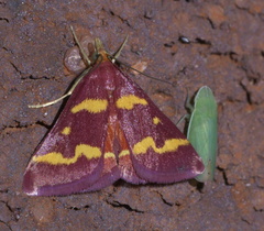 Memnonia flavida