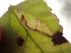 Phytomyza loewii