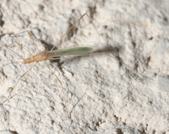 Metacanthus multispinus