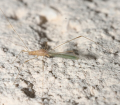 Metacanthus multispinus