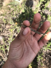 Microcoema acuminata