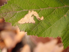 Coptotriche marginea