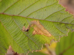 Coptotriche marginea