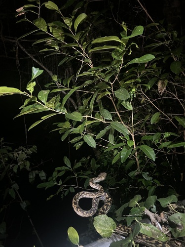 Australian Scrub Python sighting