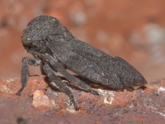 Microcentrus caryae
