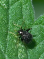 Microtechnites bractatus