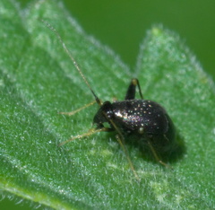 Microtechnites bractatus