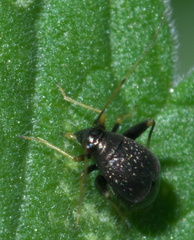 Microtechnites bractatus