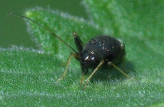 Microtechnites bractatus