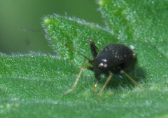 Microtechnites bractatus