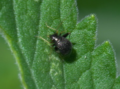 Microtechnites bractatus