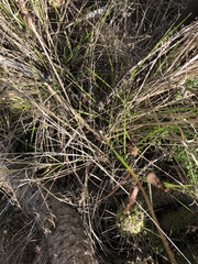 Microcoema acuminata