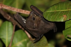 Rousettus aegyptiacus