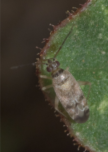 Reuteroscopus tinctipennis