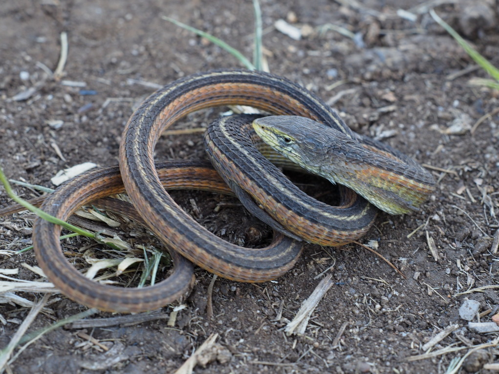 Coppery Grass Lizard