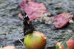Vanessa atalanta atalanta