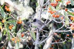 Sylvia atricapilla gularis