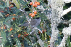 Sylvia atricapilla gularis
