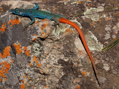Platysaurus orientalis