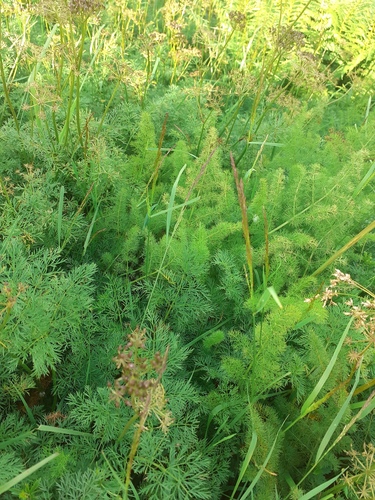 Meum (Meum athamanticum)