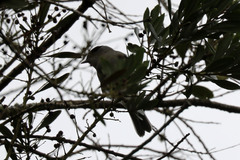 Sylvia atricapilla gularis