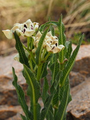 Pachycarpus schinzianus