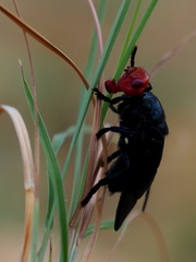 Bromophila caffra