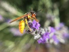 Philanthus triangulum diadema