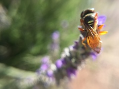 Philanthus triangulum diadema